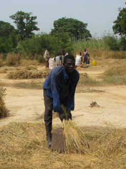 09 Battage Du Riz